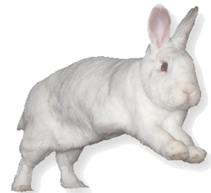 COVID19 Epidemic - BinkyBunny Store is Open!