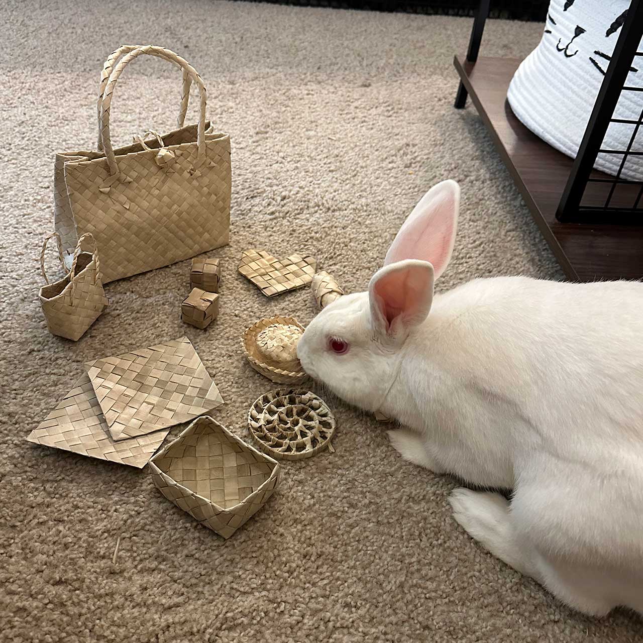 Palm Bunny Bag Bundle | NEW - BinkyBunny.com House Rabbit Store