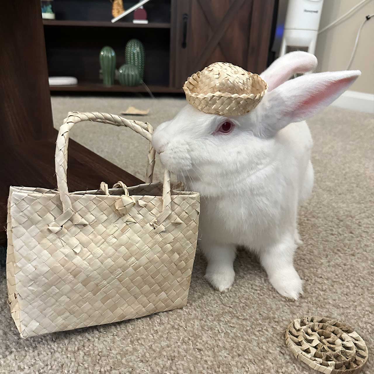 Palm Bunny Bag Bundle | NEW - BinkyBunny.com House Rabbit Store