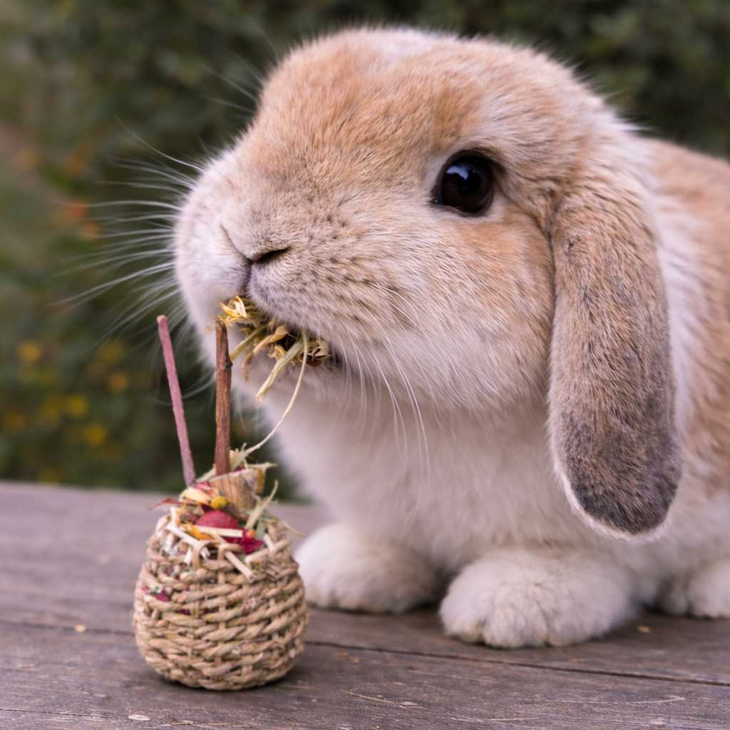 Forage & Fun Variety Pack - BinkyBunny.com House Rabbit Store