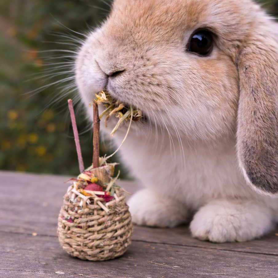 Sea Grass Forage Cup™| NEW - BinkyBunny.com House Rabbit Store
