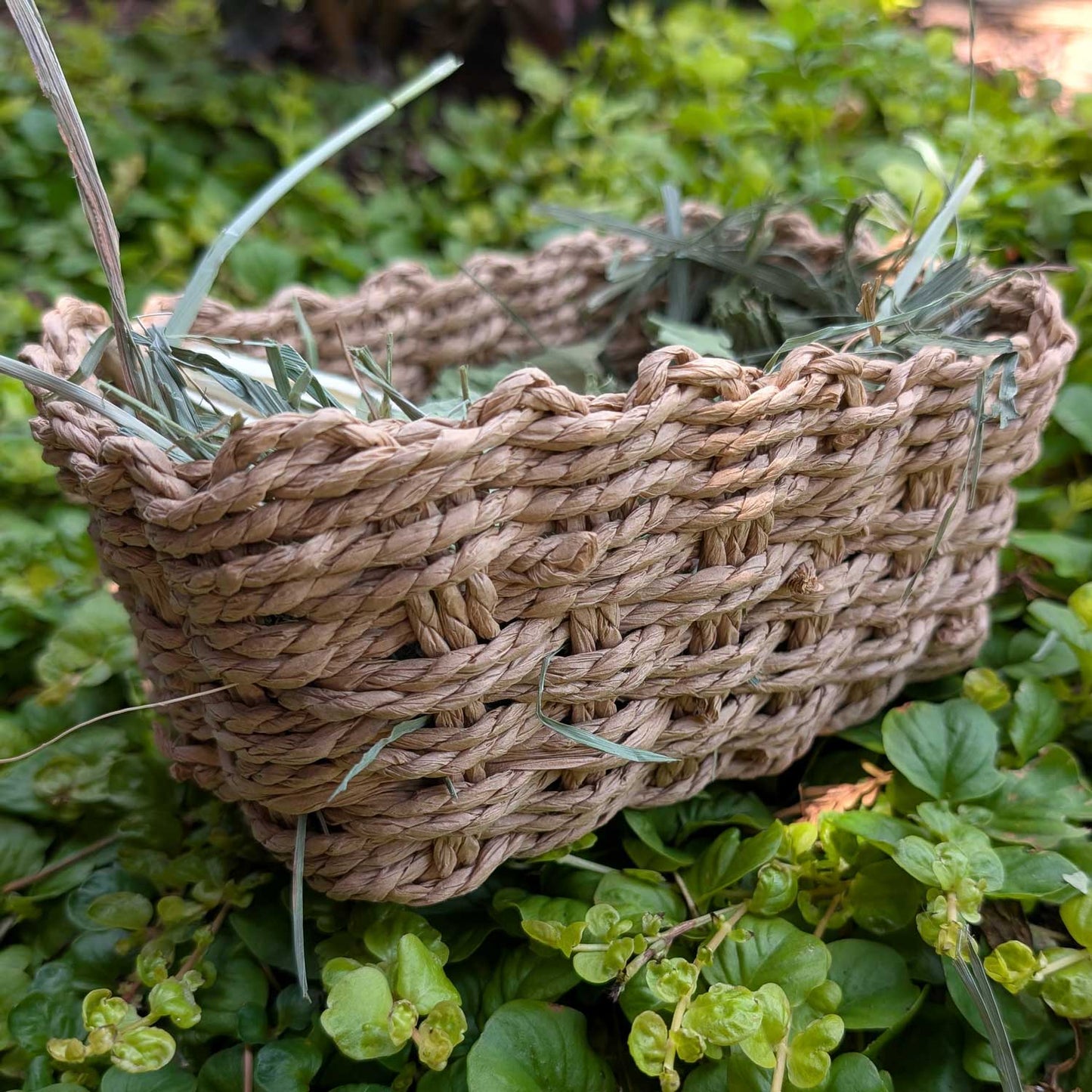 Harvest Basket - BinkyBunny.com House Rabbit Store