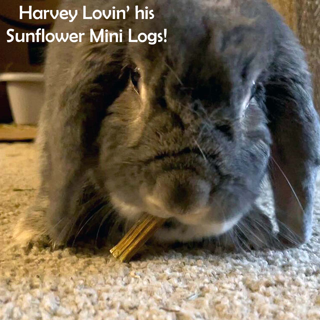 Sunflower Mini Logs | New Harvest - BinkyBunny.com House Rabbit Store
