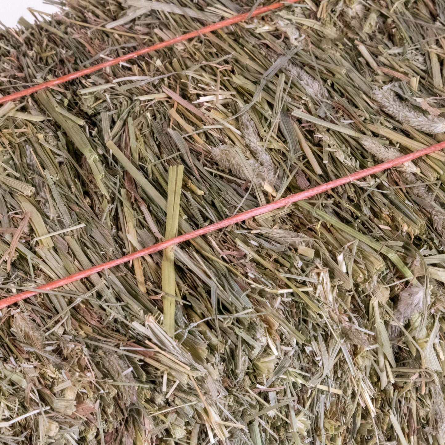 Mini Hay Bale - TIMOTHY BLUE BLEND - BinkyBunny.com House Rabbit Store