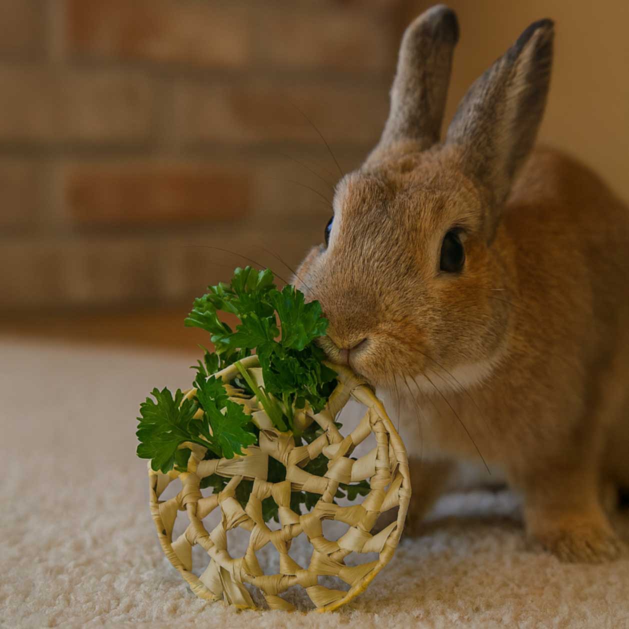 Palm Spiral | NEW - BinkyBunny.com House Rabbit Store