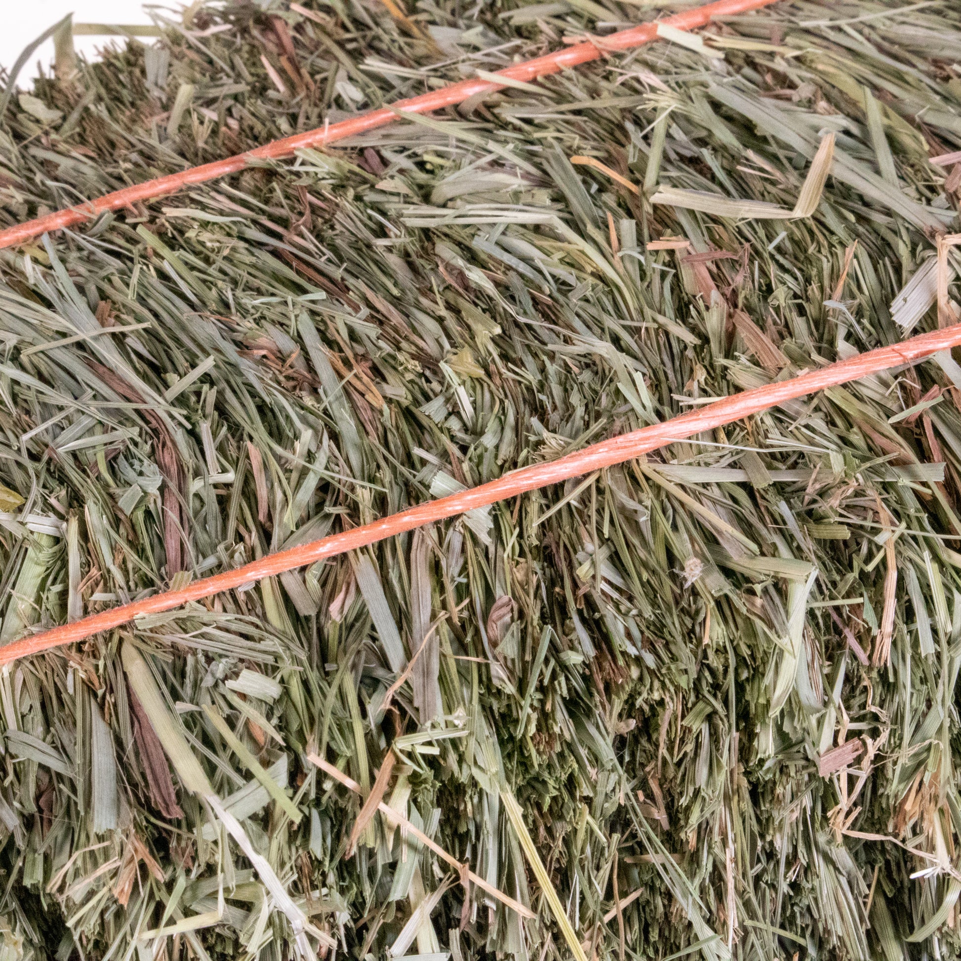 Mini Hay Bale - TIMOTHY (1st Cut) - BinkyBunny.com House Rabbit Store