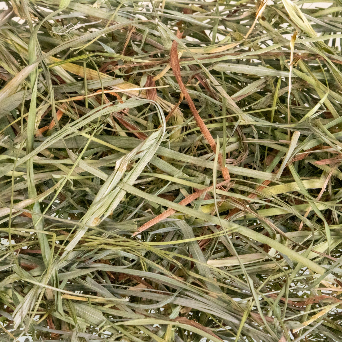 Mini Hay Bale - TIMOTHY (1st Cut) - BinkyBunny.com House Rabbit Store