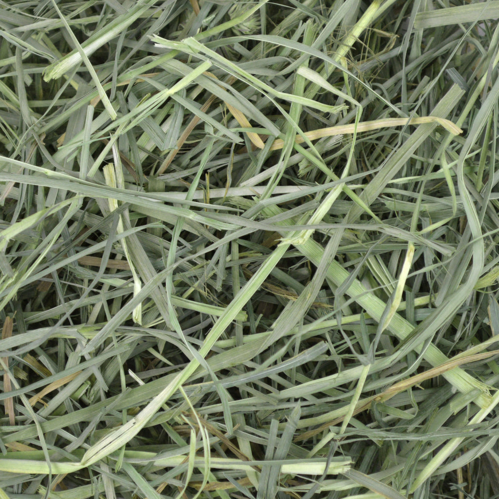 Orchard Grass Hay - 9 lb. (Ships Separately) - BinkyBunny.com House Rabbit Store