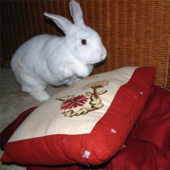 How to rabbit-proof your house