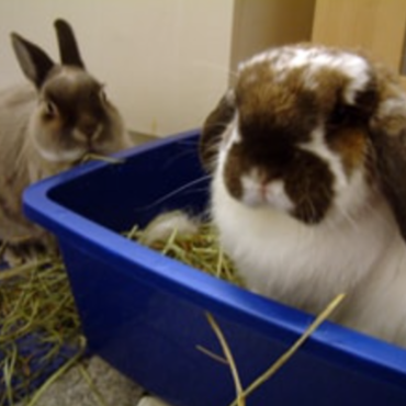 How to litter box train your rabbit