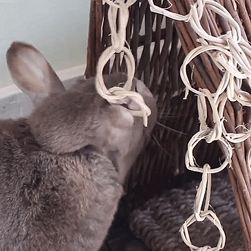 Vine Chain - BinkyBunny.com House Rabbit Store