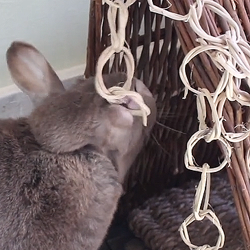 Chew Toy Chain | Special Feb Edition - BinkyBunny.com House Rabbit Store