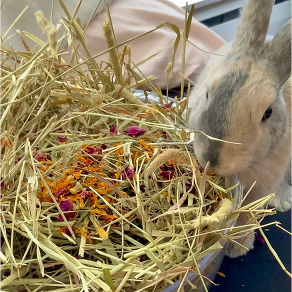 All In One Forage Mix | NEW - BinkyBunny.com House Rabbit Store