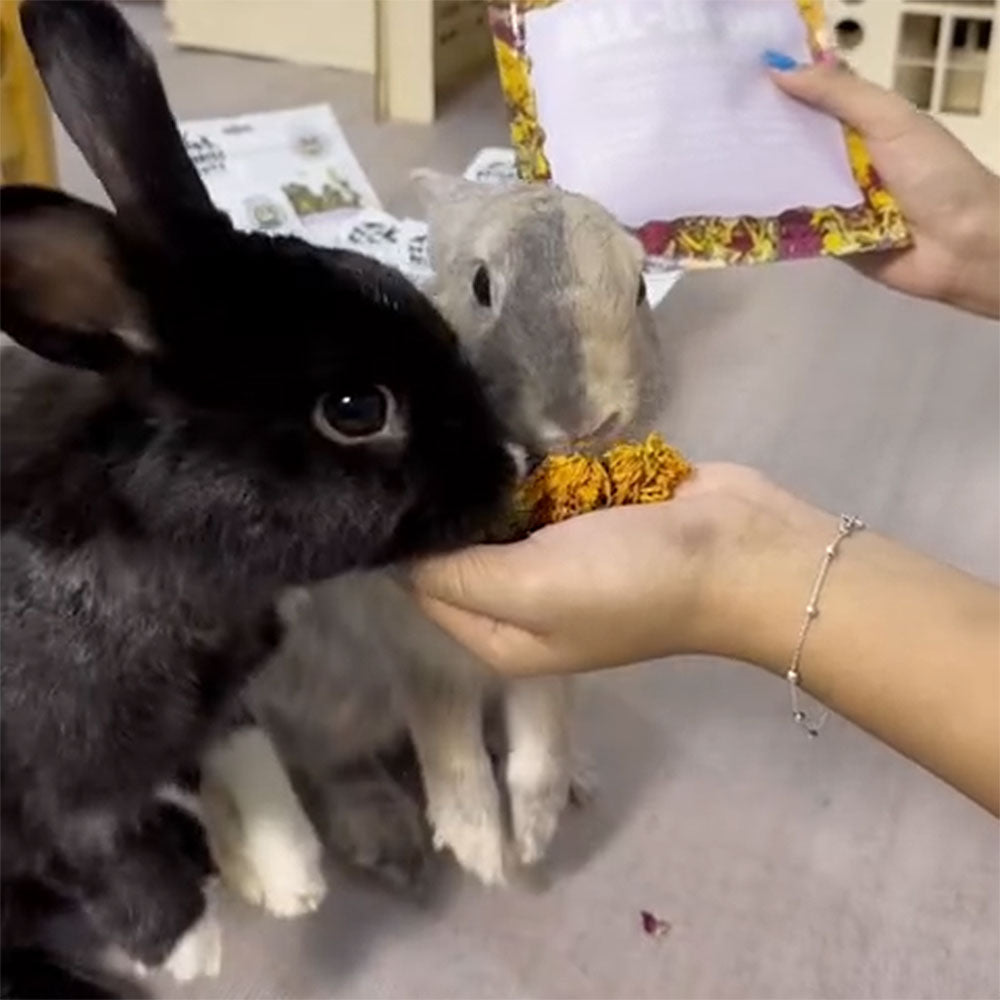 All In One Forage Mix | NEW - BinkyBunny.com House Rabbit Store
