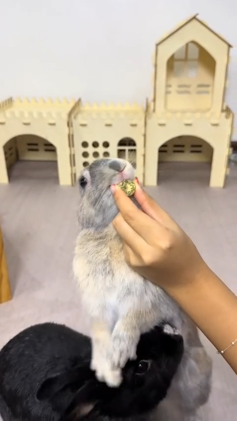 Mini Donut Variety Pack | NEW - BinkyBunny.com House Rabbit Store
