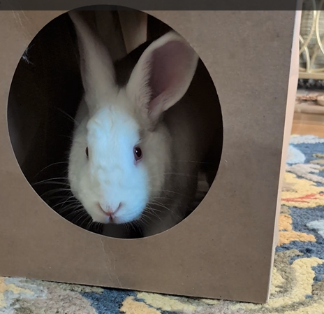 Hide & Sneak Paper Play Tunnel | NEW - BinkyBunny.com House Rabbit Store