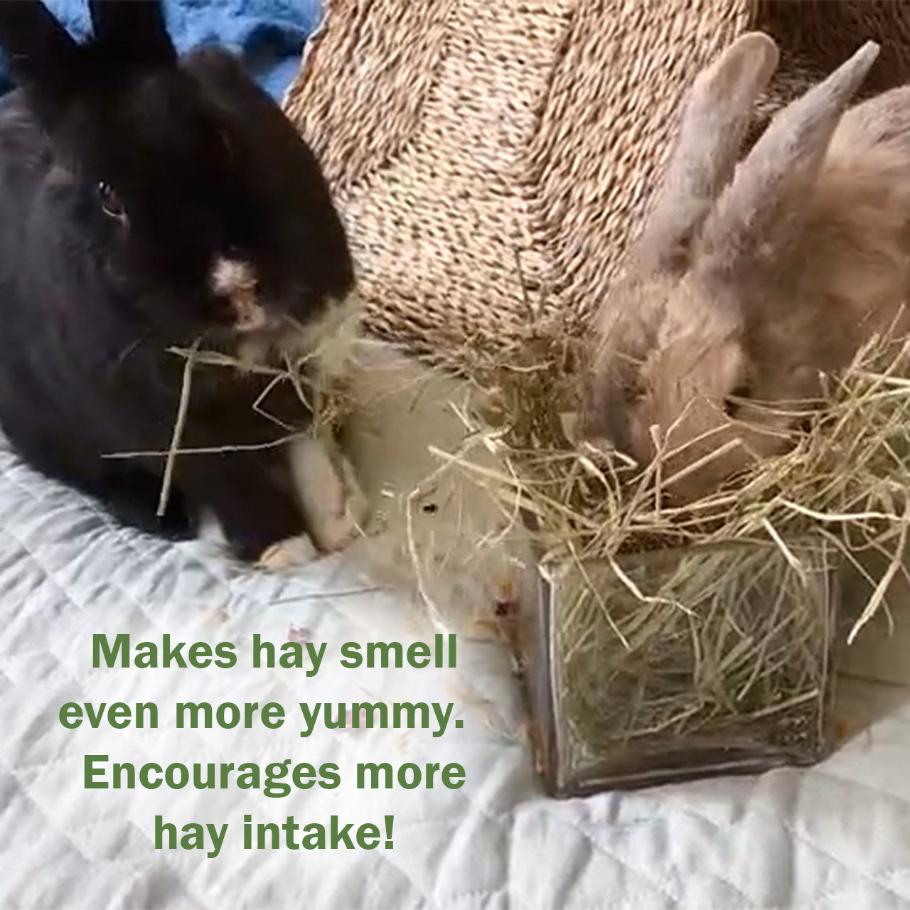 Floral Forage Mix  | NEW - BinkyBunny.com House Rabbit Store