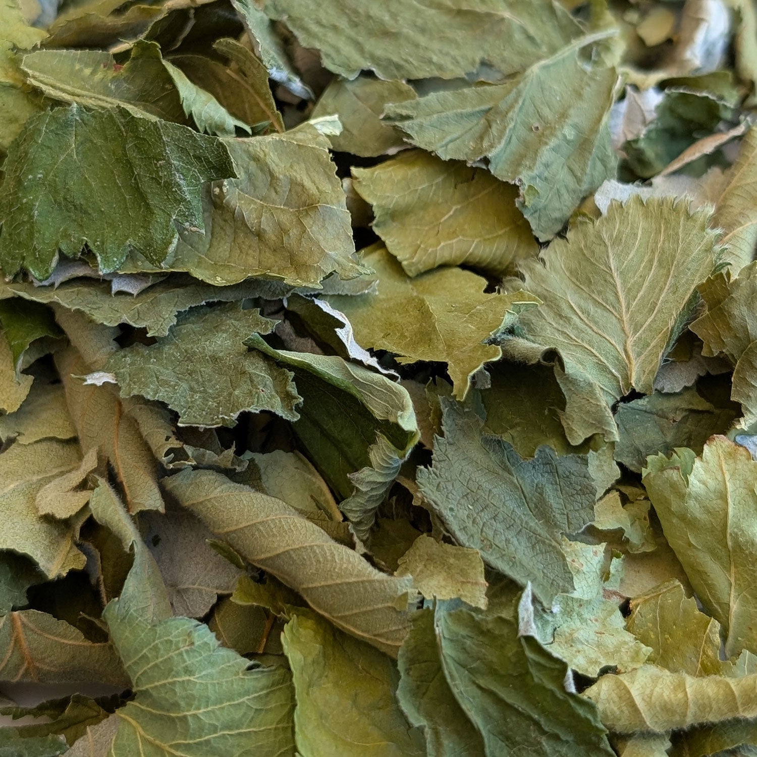 Fruit Leaf Forage |New - BinkyBunny.com House Rabbit Store