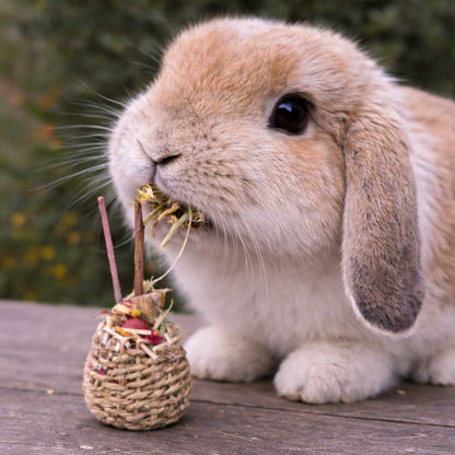 Forage & Fun Variety Pack - BinkyBunny.com House Rabbit Store