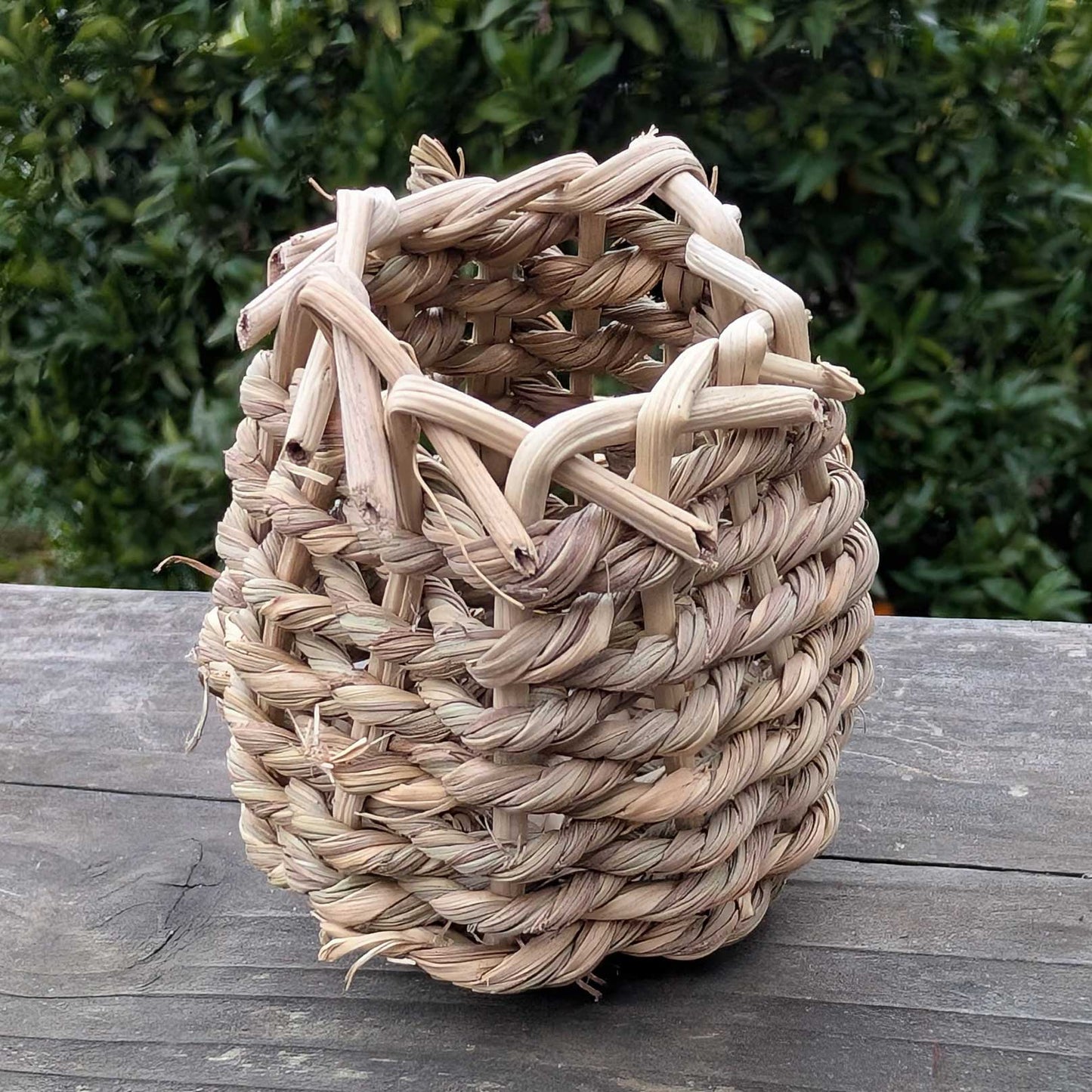 Sea Grass Forage Cup™| NEW