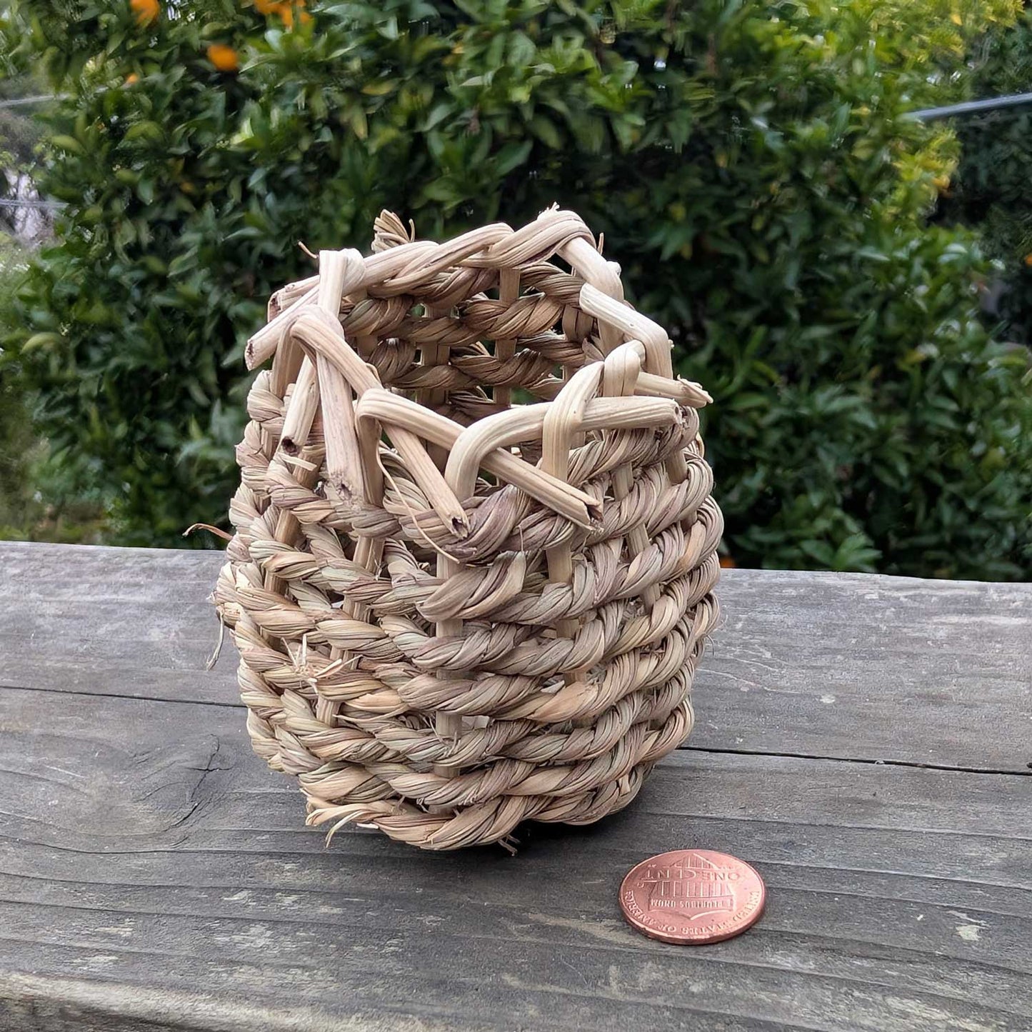 Sea Grass Forage Cup™| NEW