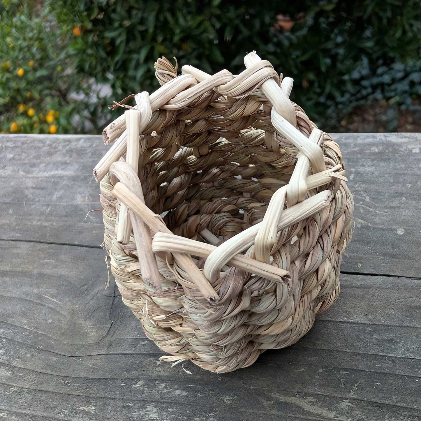 Sea Grass Forage Cup™| NEW