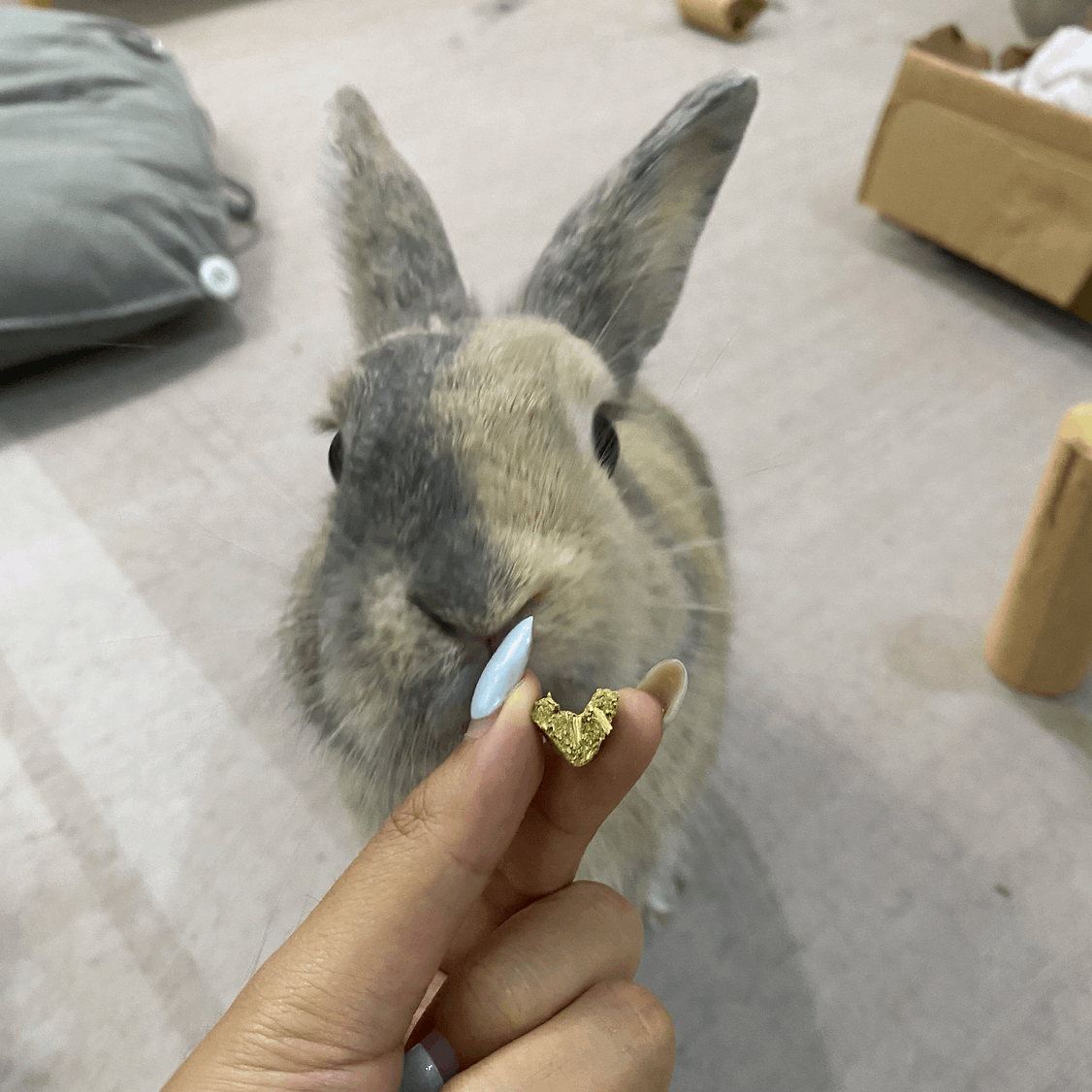 Hoppy Hay Hearts | NEW - BinkyBunny.com House Rabbit Store