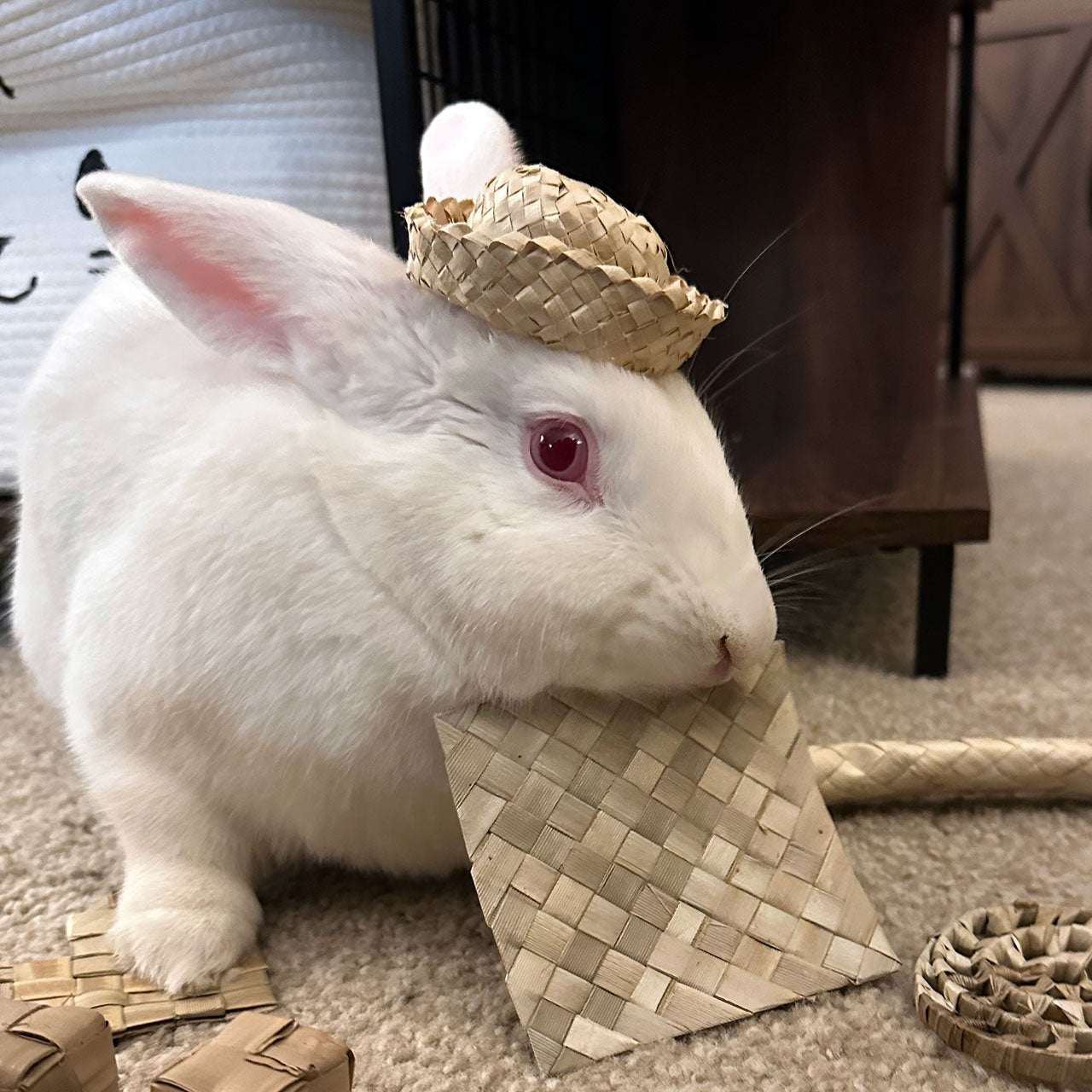 Mini Bunny Hat | NEW – BinkyBunny.com House Rabbit Store