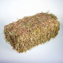 Mini Hay Bale - OAT (Young) - BinkyBunny.com House Rabbit Store