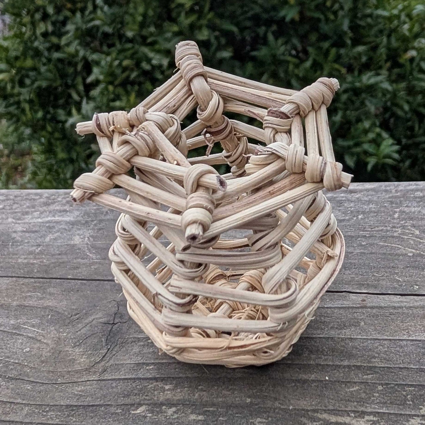 Vine Niblet Forage Pot™ | NEW