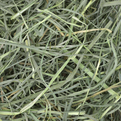 Orchard Grass Hay - 40 oz - BinkyBunny.com House Rabbit Store