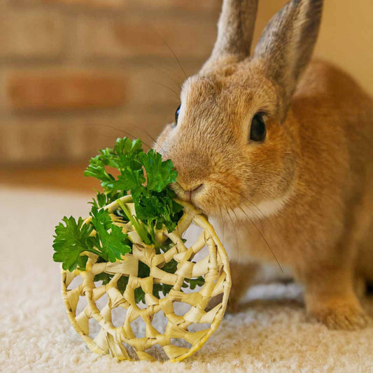 Palm Spiral | NEW - BinkyBunny.com House Rabbit Store