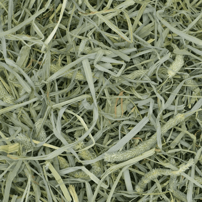 Hearty & Crunchy Prime Cut Timothy Hay - 40z (Oxbow) | NEW - BinkyBunny.com House Rabbit Store