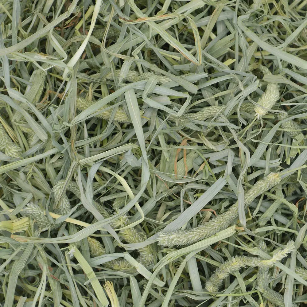 Hearty & Crunchy Prime Cut Timothy Hay - 40z (Oxbow) | NEW - BinkyBunny.com House Rabbit Store
