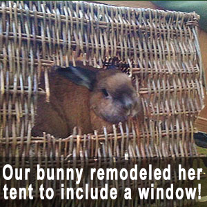 Willow Tent - BinkyBunny.com House Rabbit Store