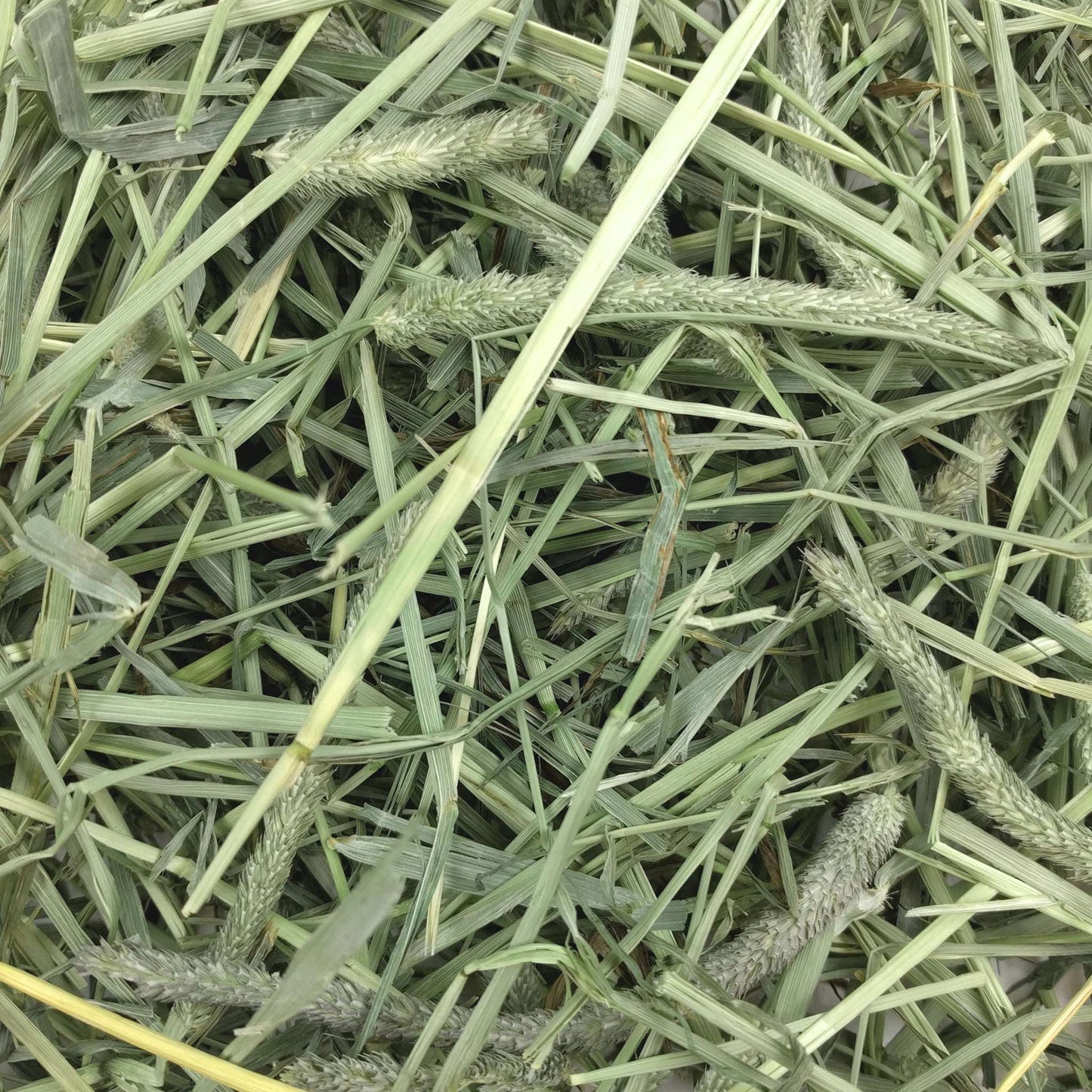 Western Timothy Hay - 40 oz - BinkyBunny.com House Rabbit Store
