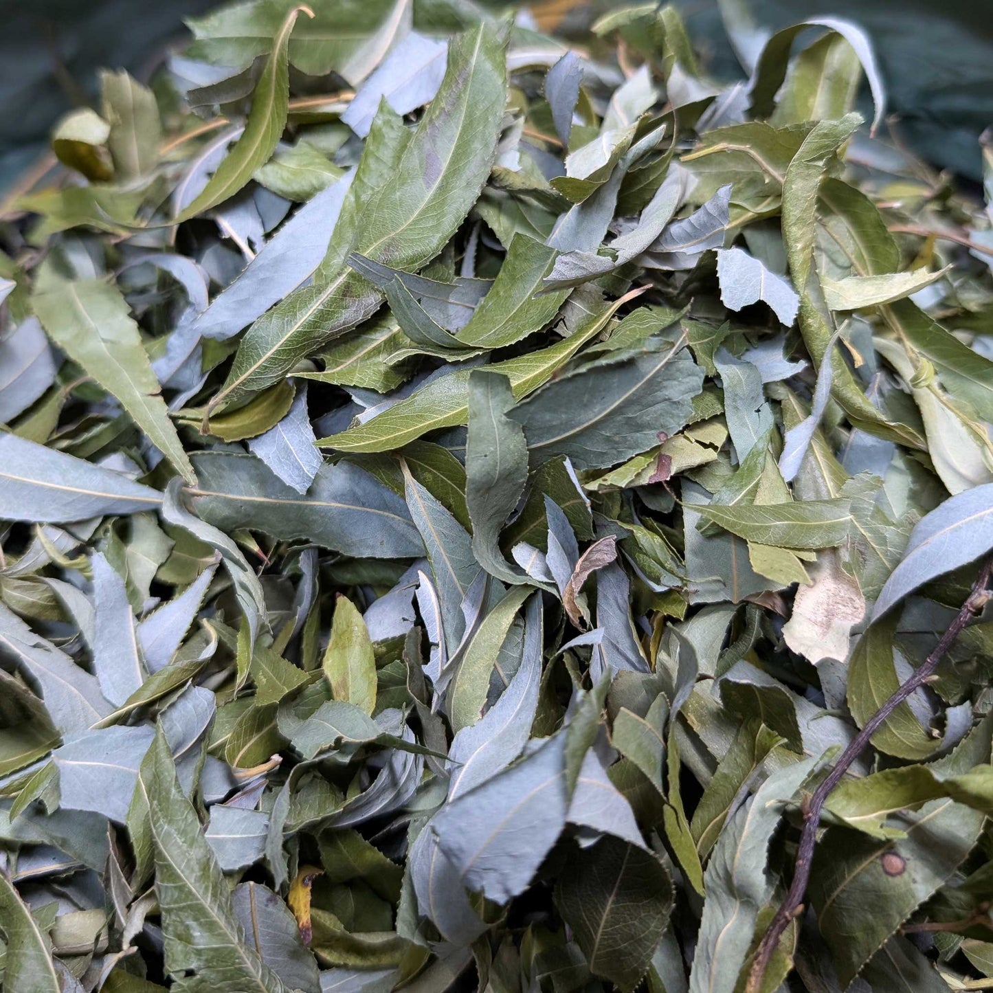 Willow Leaf Sprinkles - BinkyBunny.com House Rabbit Store