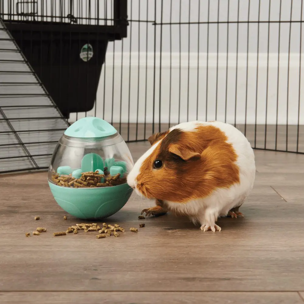 Wobble Teaser - NEW  (Enriched Life by Oxbow) - BinkyBunny.com House Rabbit Store