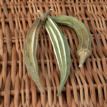 Okra Pods | NEW