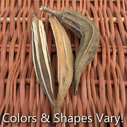 Okra Pods | NEW
