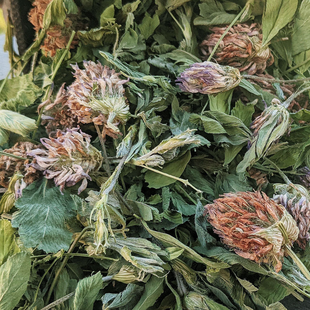 Alfalfa Clover Nibbles (COMING SOON) - BinkyBunny.com House Rabbit Store