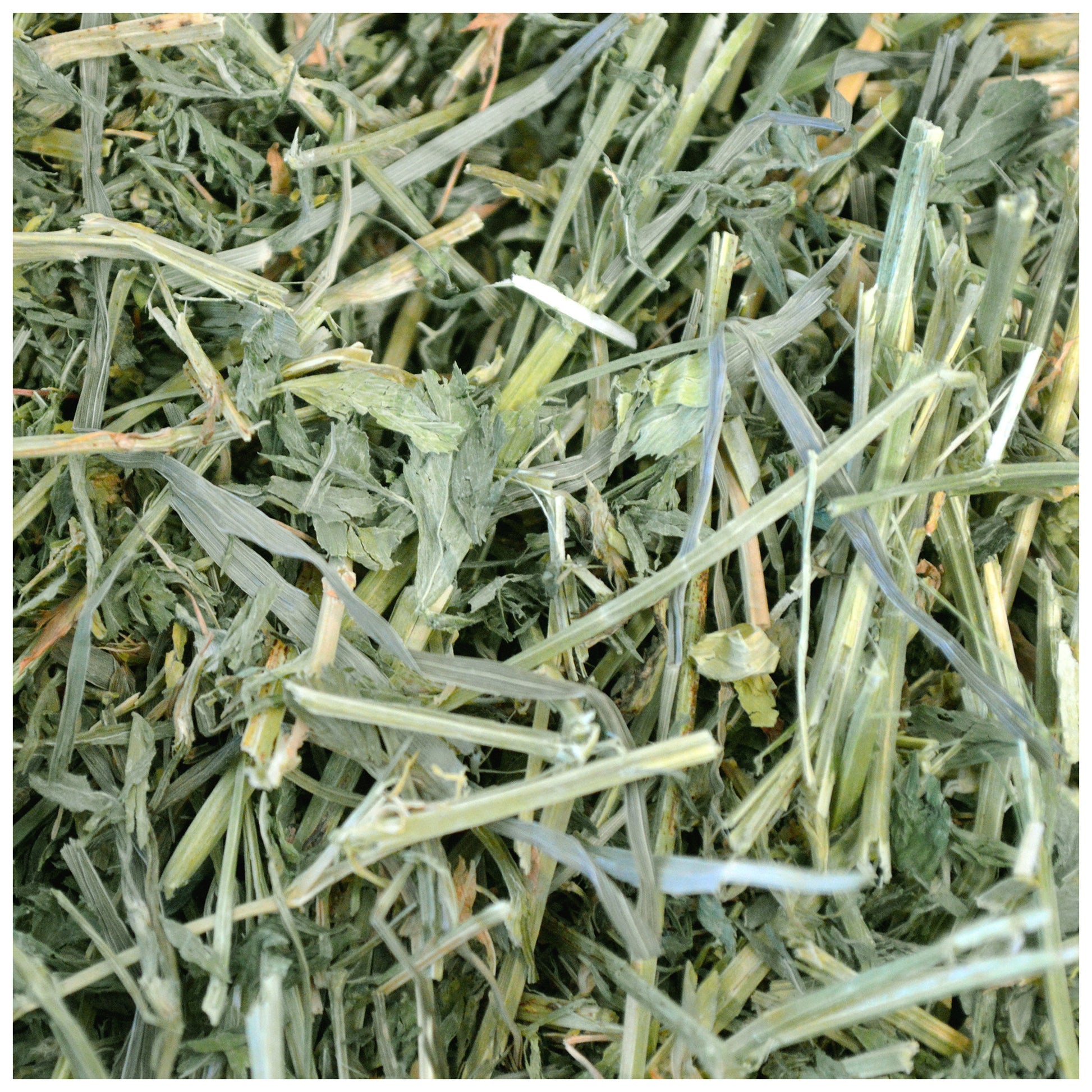 Alfalfa Hay - Now 40 oz - BinkyBunny.com House Rabbit Store