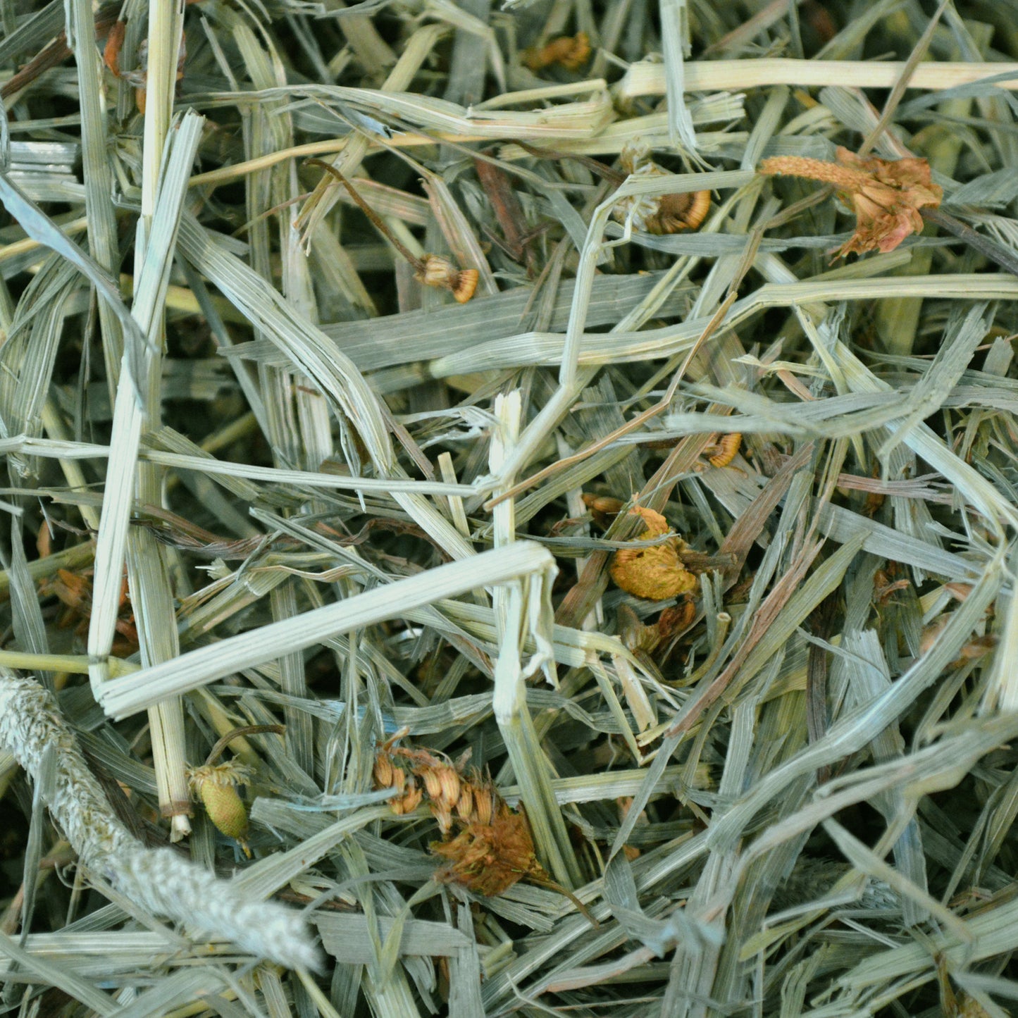 Botanical Hay - 15 oz - BinkyBunny.com House Rabbit Store
