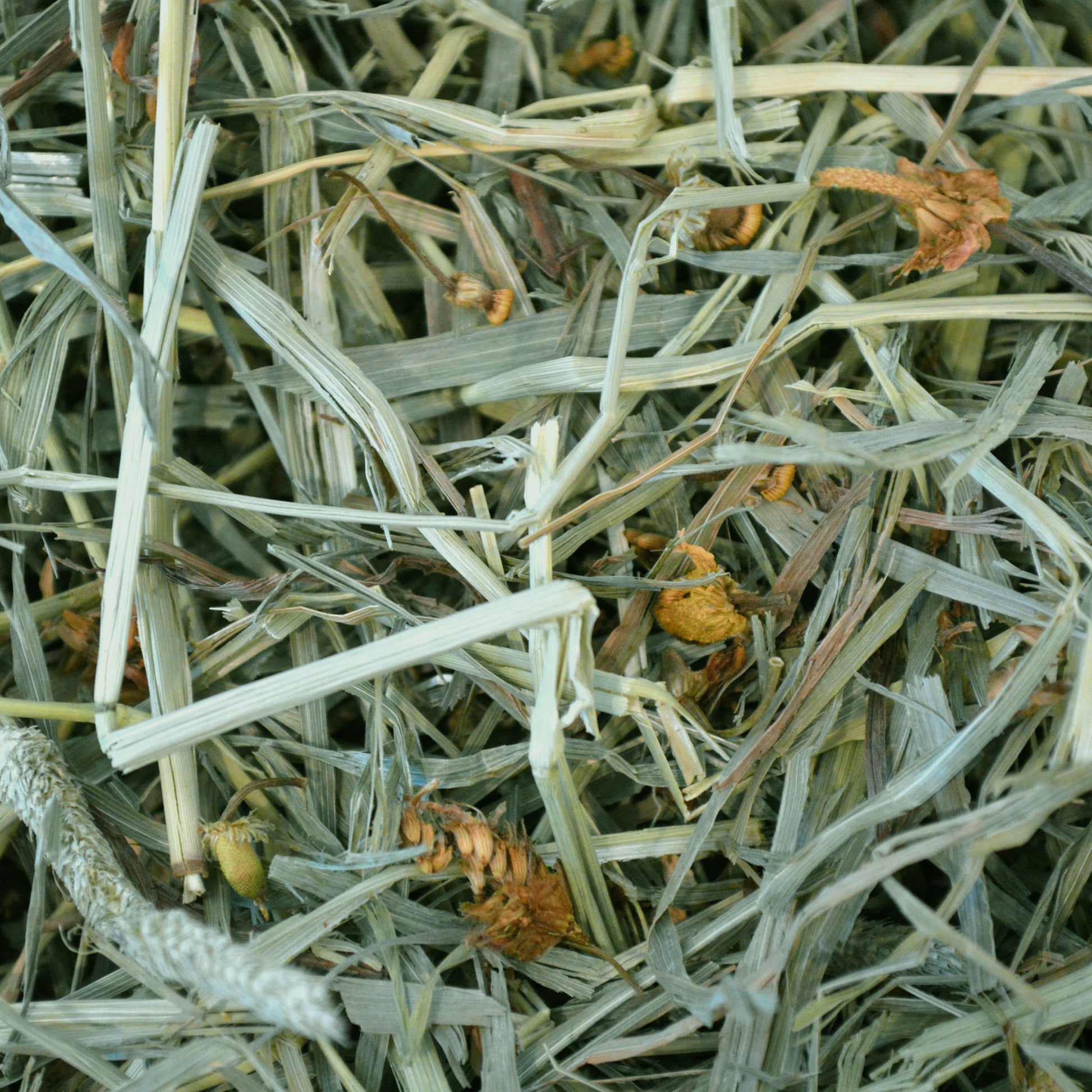 Botanical Hay - 15 oz - BinkyBunny.com House Rabbit Store