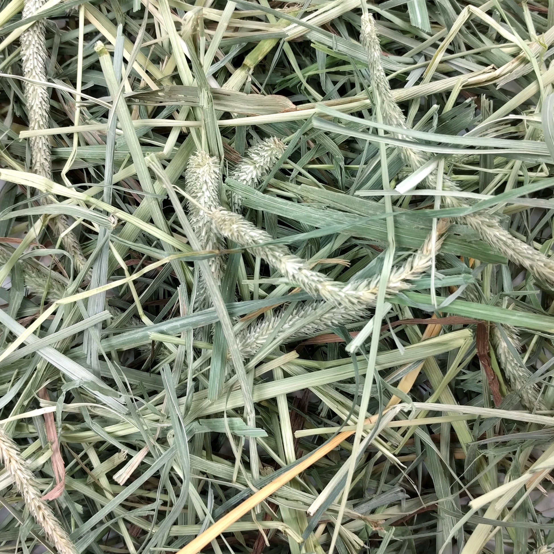 Hay Blend - 40 oz - BinkyBunny.com House Rabbit Store