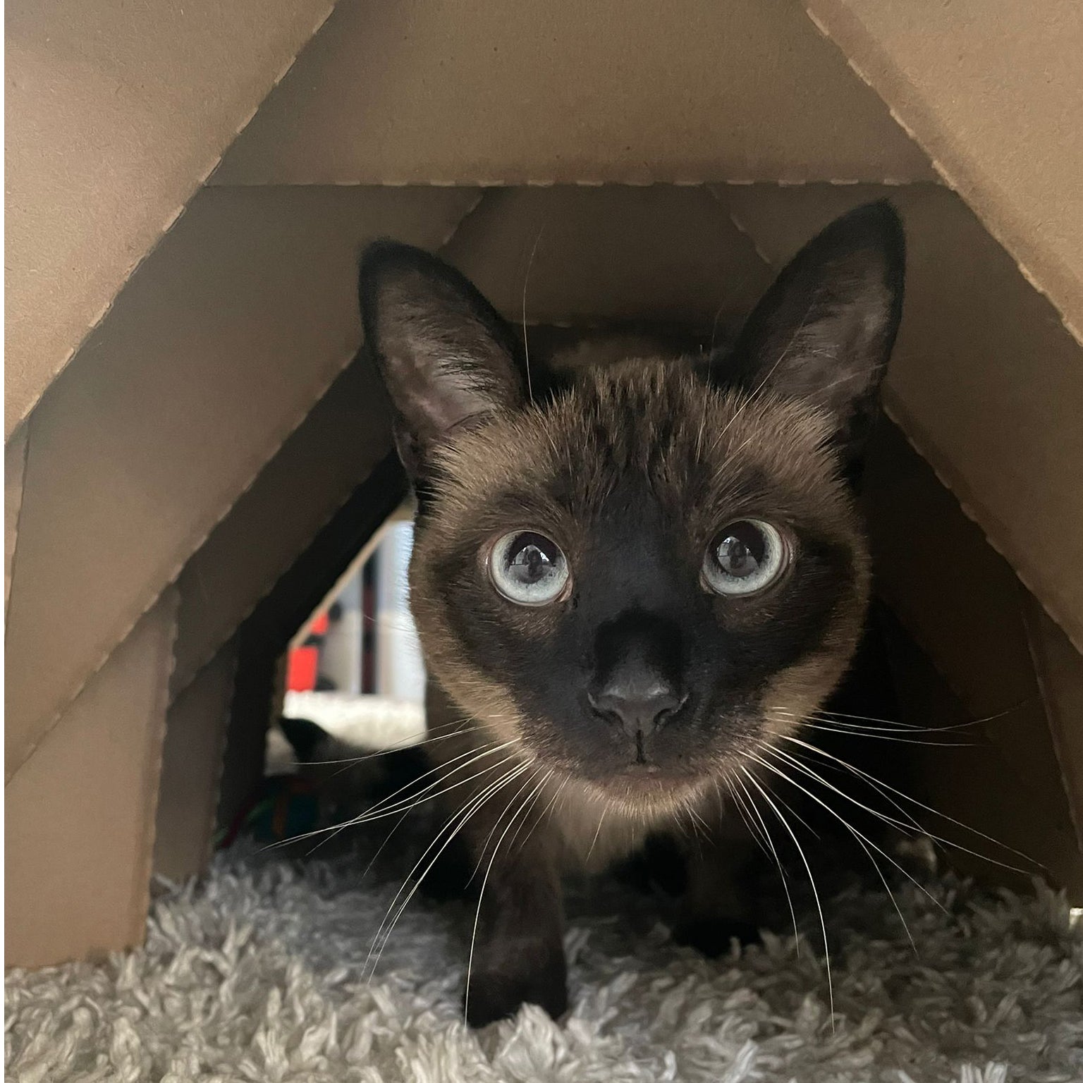 TUNNEL HAVEN (BinkyBunny) - BinkyBunny.com House Rabbit Store