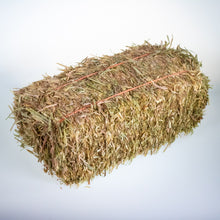 Mini Hay Bale - OAT (Young) - BinkyBunny.com House Rabbit Store