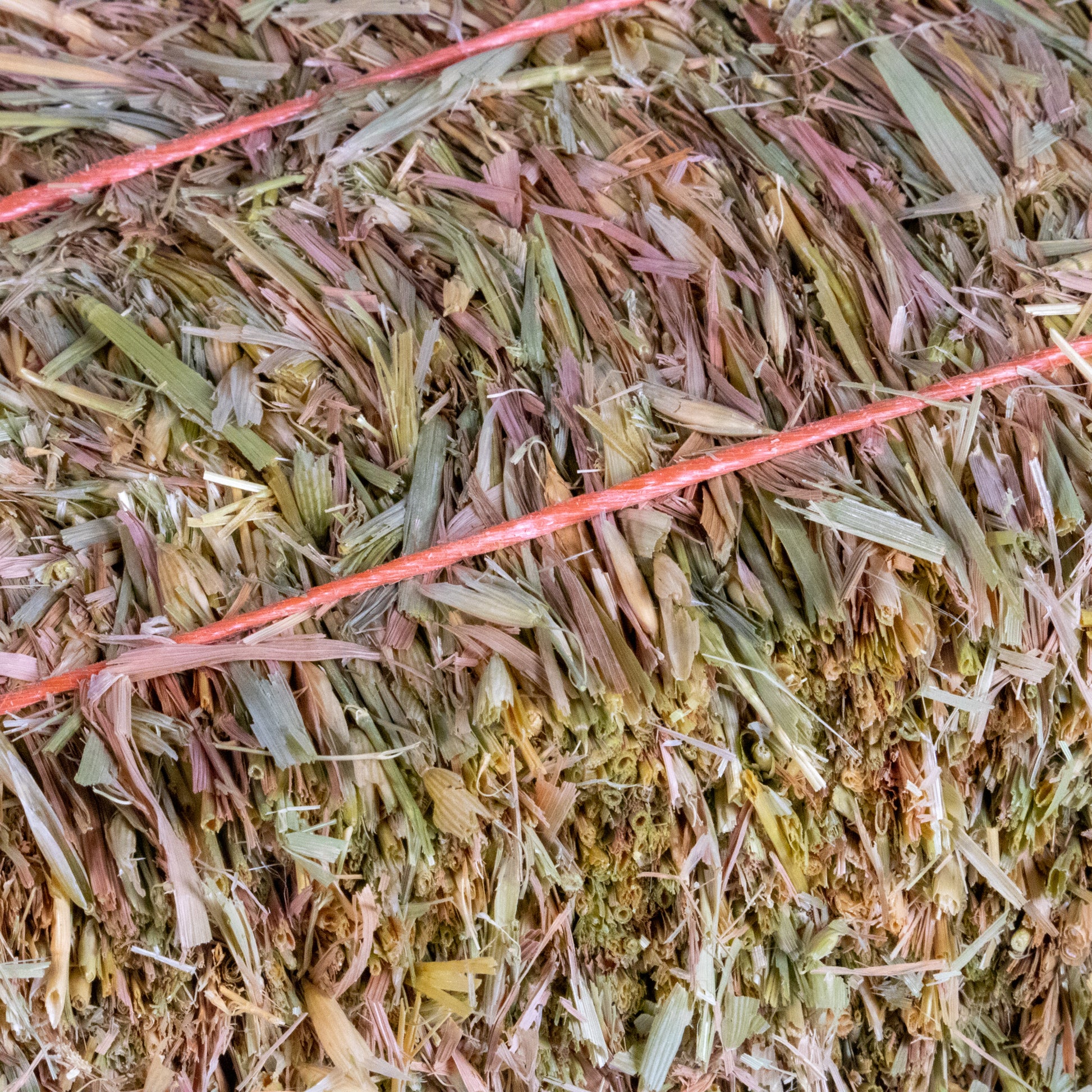 Mini Hay Bale - OAT (Young) - BinkyBunny.com House Rabbit Store