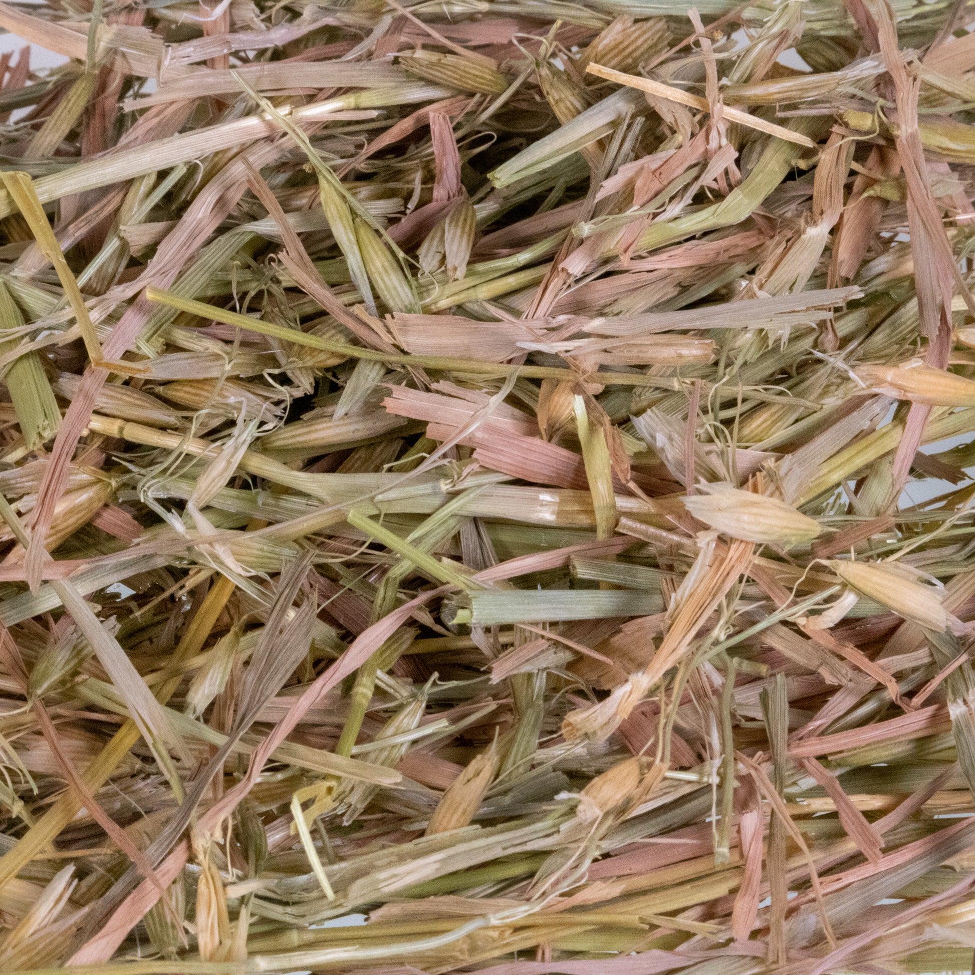Mini Hay Bale - OAT (Young) - BinkyBunny.com House Rabbit Store
