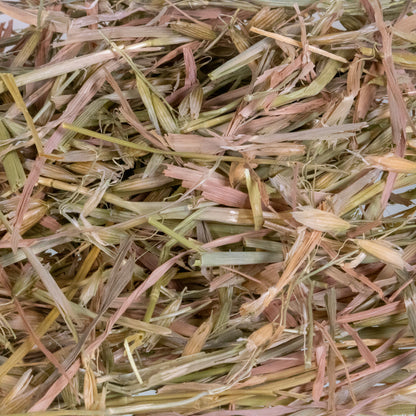 Mini Hay Bale - OAT (Young) - BinkyBunny.com House Rabbit Store